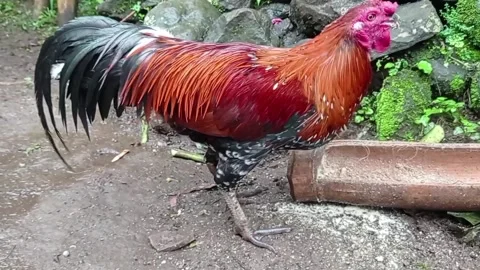 Rooster Stock Footage 233968161