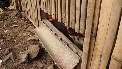 Rooster Stock Footage 276398032