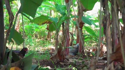 Rooster Stock Footage 281260263