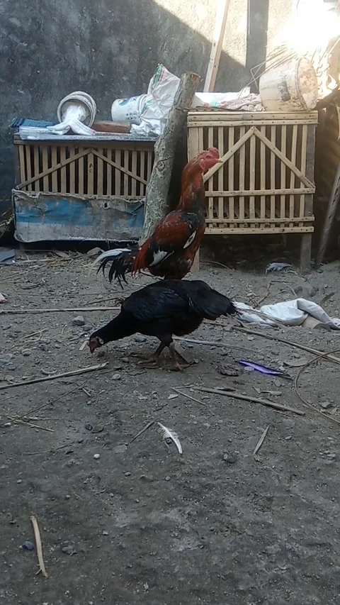 The rooster Video stock 281426013