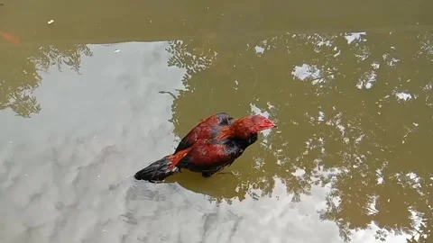 The Rooster Stock Footage 287094604