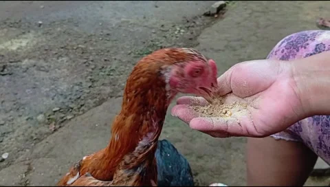 Rooster Stock Footage 299675030