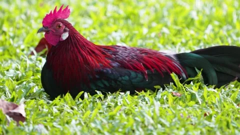 Rooster Stock Footage 300761762