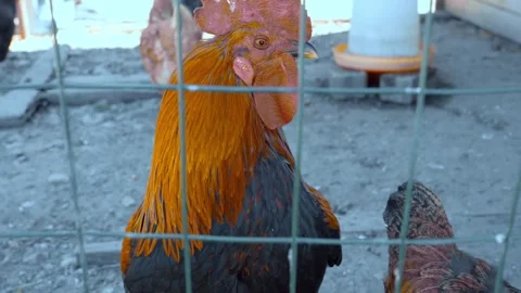 ROOSTER Stock Footage 314579688