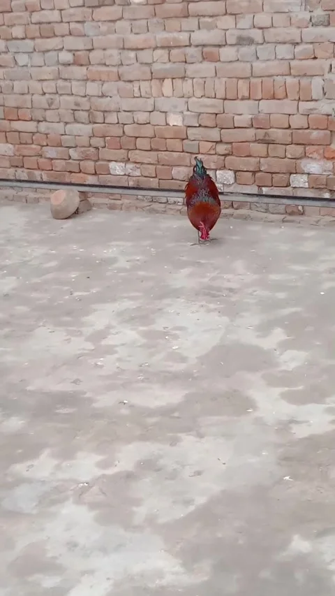 Rooster Stock Footage 323804461