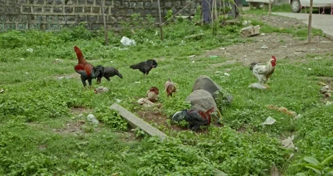 Rooster Footage, India Stock Footage 343892634