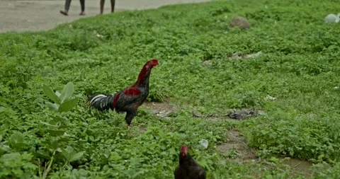 Rooster Footage, India Vídeos de archivo 343892655