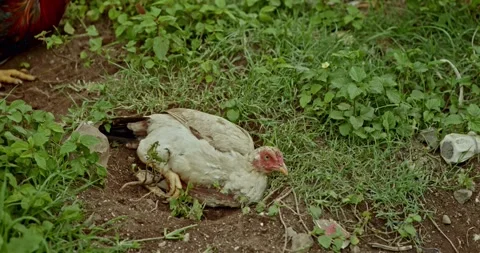Rooster Footage, India Vídeos de archivo 343892683