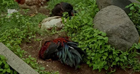 Rooster Footage, India Video stock 343892724