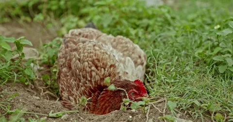 Rooster Footage, India Vídeo Stock 343892788