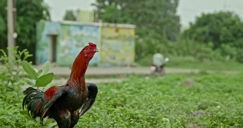 Rooster Footage, India Video stock 343892791