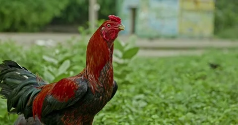 Rooster Footage, India Vídeo Stock 343892793