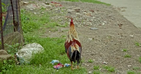Rooster Footage, India Video stock 343892807