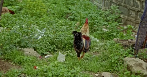 Rooster Footage, India Stock Footage 343892815