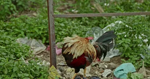 Rooster Footage, India 動画素材 343892848