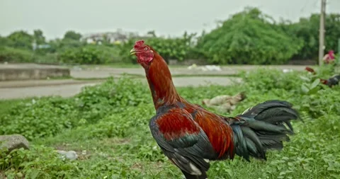 Rooster Footage, India Video stock 343892865