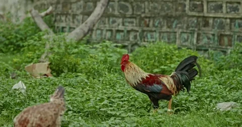 Rooster Footage, India Video stock 343893008