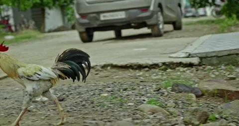 Rooster Footage, India Video stock 343893184