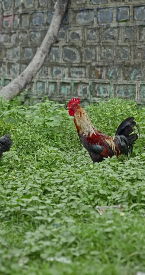 Rooster Footage, India Vídeo Stock 343919359