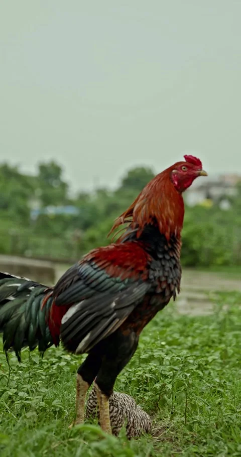 Rooster Footage, India Video stock 343919396