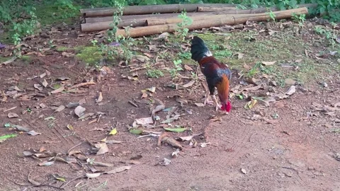 Rooster foraging on a dusty ground covered in leaves. Vídeo Stock 307422606