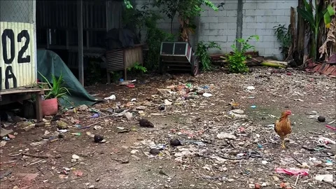 Rooster Foraging in a Rustic Yard Stock Footage 312104769