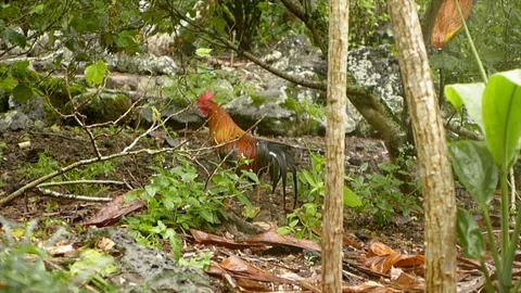 Rooster in Forest Foraging Stock Footage 104684544