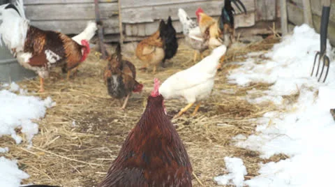 Rooster with friends Stock Footage 23452059