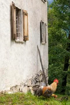 A rooster in front of a house Foto stock