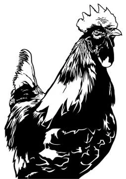 Rooster Front View Stock Illustration