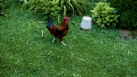 Rooster in Front Yard Stock Footage 144582075