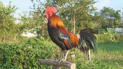 Rooster in garden Stock-Footage 102860898