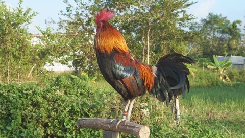 Rooster in garden Stock Footage 102864240
