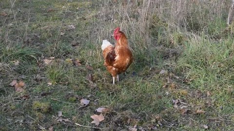 Rooster in the garden Stock Footage 149823664
