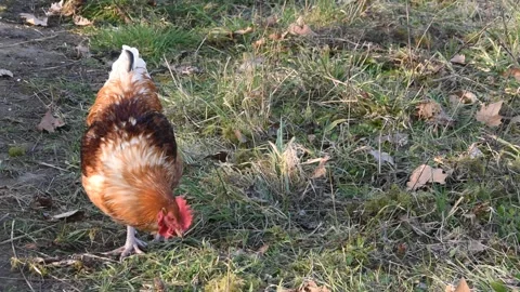 Rooster in the garden Stock Footage 149891321