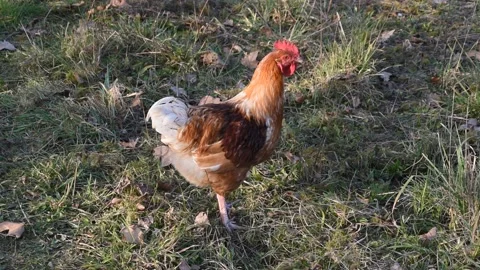 Rooster in the garden Stock Footage 149892058
