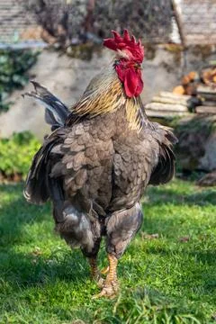 Rooster in the garden, front view Stock Photos