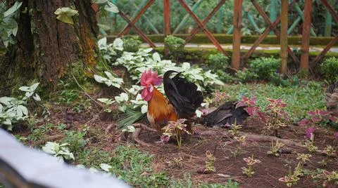 Rooster in the garden Foto stock