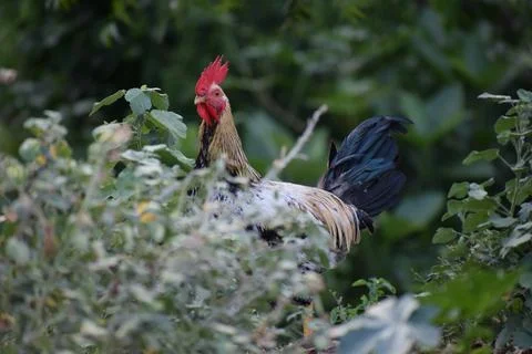 Rooster in the garden Stock Photos