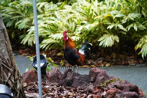 Rooster in Garden Setting with Variegated Shell Ginger Stock Photos