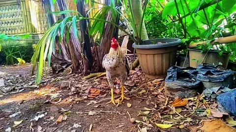 The Rooster get caught freeze Stock Footage 286946496