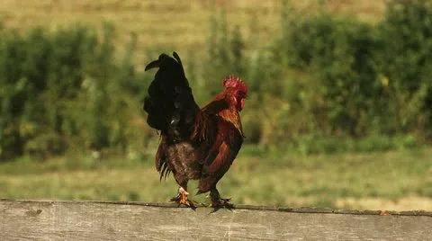 Rooster gets a facelift 2 Vídeos de archivo 22251728