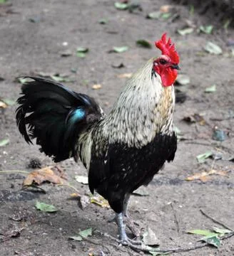 Rooster glares Stock Photos