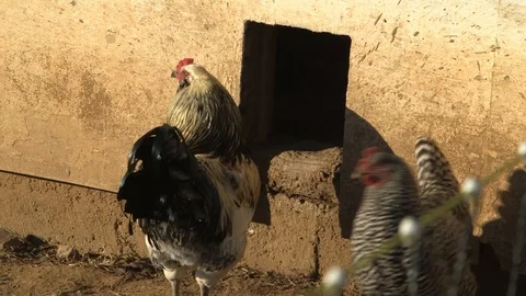 Rooster goes into coop 库存影片 97763951