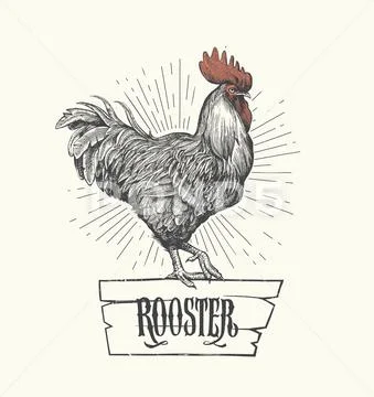 Rooster in graphic style, hand drawn illustration. Stock Illustration