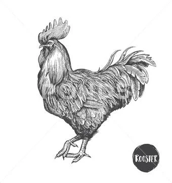 Rooster in graphic style, hand drawn illustration. Symbol of 2017. Vector Stock Illustration