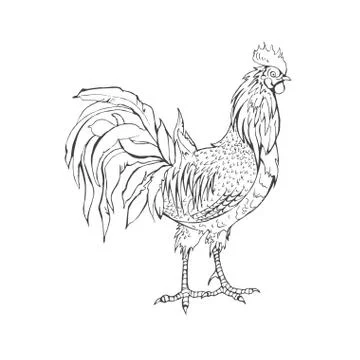 Rooster in graphic style, Stock Illustration
