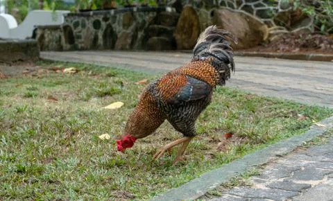 Rooster On Grass In A Buddhist Temple Stock Photos