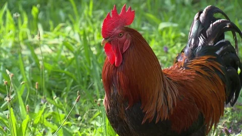 Rooster in the grass Stock Footage 78088657