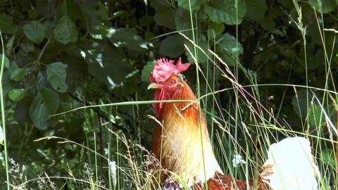 Rooster in the grass Stock Footage 78419333
